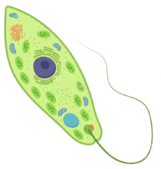 0602igj8-56e9-161x169.png