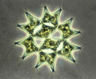 0602igkv-8a8d-201x165.png
