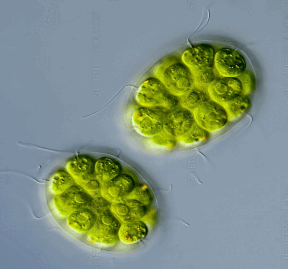 0602iglv-d337-588x548.png