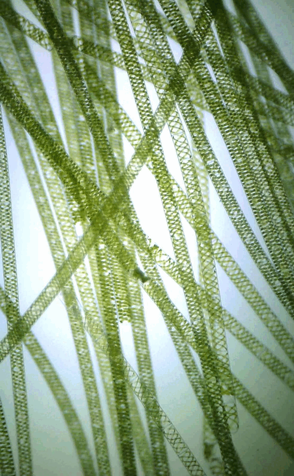 0602igmc-7826-577x934.png