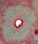 0602issr-34b6-123x143.png