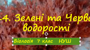 Презентація  до уроку  «Зелені та Червоні водорості»   7клас НУШ