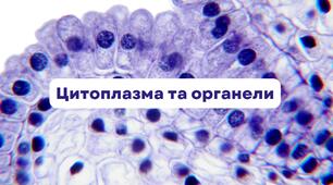 Структура еукаріотичної клітини: одно і двомембранні органели