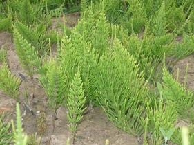 0602j4fu-1bc7-281x211.jpg