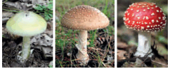 0602j626-9f5f-242x99.png