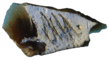 0602jflo-27d1-109x60.png