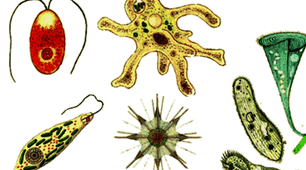 Одноклітинні евкаріоти- цілісні організми. Водорості » ( Г.Р. 3 Усвідомлює закономірності природи) ІІ варіант