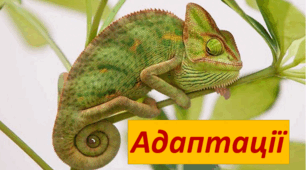 Адаптації, контрольний тест