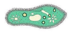 Одноклітинні евкаріоти - цілісні організми