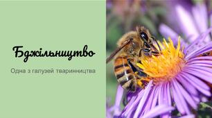 Бджільництво (одна з галузей твариництва)