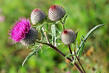 0602jqem-bb65-109x73.jpg