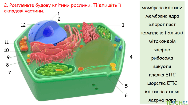 0602jveg-57bc-800x450.png