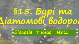 Презентація  «Бурі  та Діатомові водорості»   7 клас НУШ