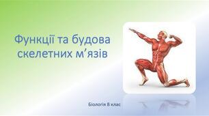 Будова і функції скелетних м'язів