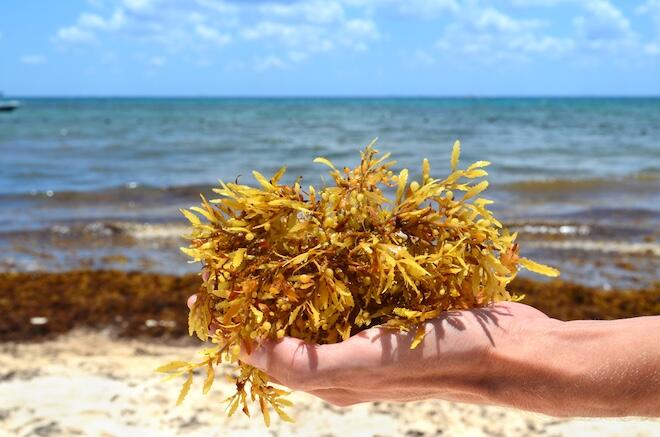 Згусток морських водоростей, що вдвічі перевищує ширину США ...