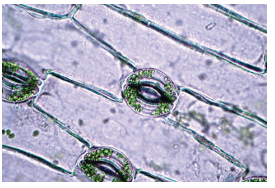 0602k1px-52b5-275x188.png