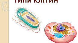 Робочий аркуш з теми "Типи клітин"