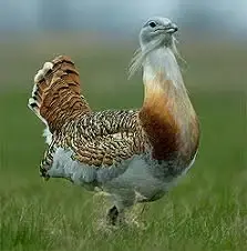 Птахи України Дрохва