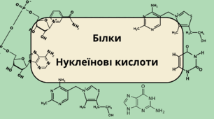 Білки. Нуклеїнові кислоти