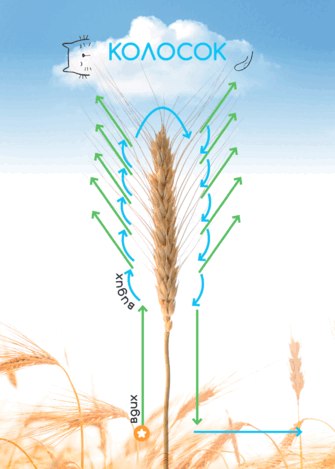 0602knq6-73d6-335x469.png