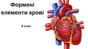 Серце: його будова та функції. Поняття про серцевий цикл. Робота серця та її регуляція