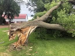 Downed tree картинки, стокові Downed tree фотографії, зображення | Скачати з Depositphotos