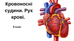 Кровоносні судини. Рух крові. 