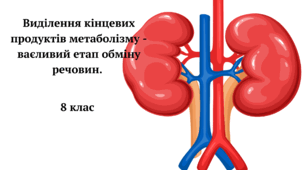 Виділення кінцевих продуктів метаболізму - важливий етап обміну речовин. Будова сечовидільної системи людини