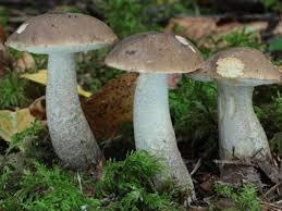 Світ грибів України » Leccinum cyaneobasileucum, Підберезник синіючий