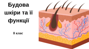 Будова шкіри та її функції 