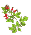0602l28a-d51e-120x137.png