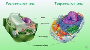 Підсумкова робота з теми: "Еукаріоти"