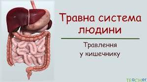 Робочий аркуш "Травна система людини"