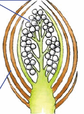 0602l4za-2aef-171x232.png