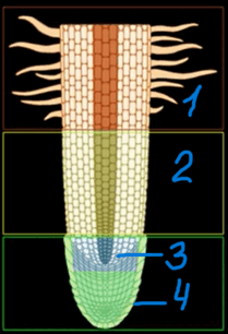 0602l5tt-7c86-209x306.png