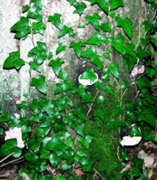 0602l62g-593f-225x258.png