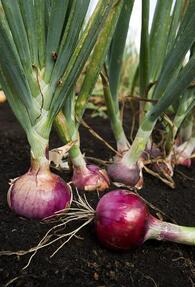 0602l7sr-f116-195x287.jpg