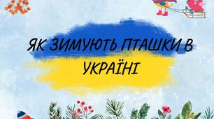 Навчально-виховна бесіда "Як пташки зимують в Україні"