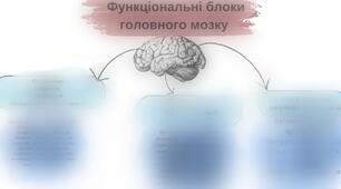 Функціональні блоки головного мозку