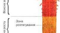 Лабораторна робота № 1. Будова  та видозміни кореня