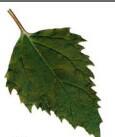 0602lk8g-d924-115x137.jpg