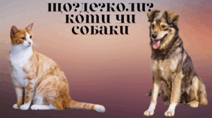Презентація інтелектуально-релаксаційної гри ЩО?ДЕ?КОЛИ? "Коти чи собаки?"