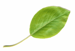 0602lq5p-b61a-247x168.png