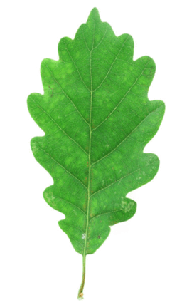 0602lq5t-1b97-249x428.png