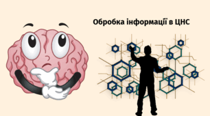 Обробка інформації в ЦНС