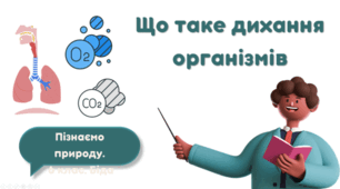 Що таке дихання організмів