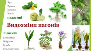 Презентація на тему "Видозміни пагону"