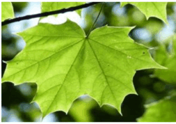 0602lxe9-939e-253x178.png