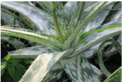 0602lxeg-e640-252x170.png