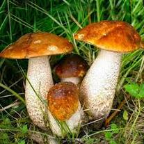 0602m5j4-76a6-207x207.jpg